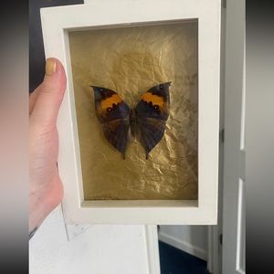 Framed butterfly with gold background
